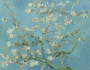 Van Gogh Badem Çiçekleri - Kanvas TabloKlasik TablolarTablolife.com